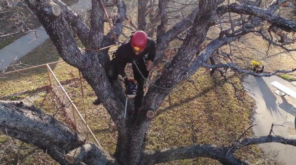 Commercial Tree Removal in Sydney