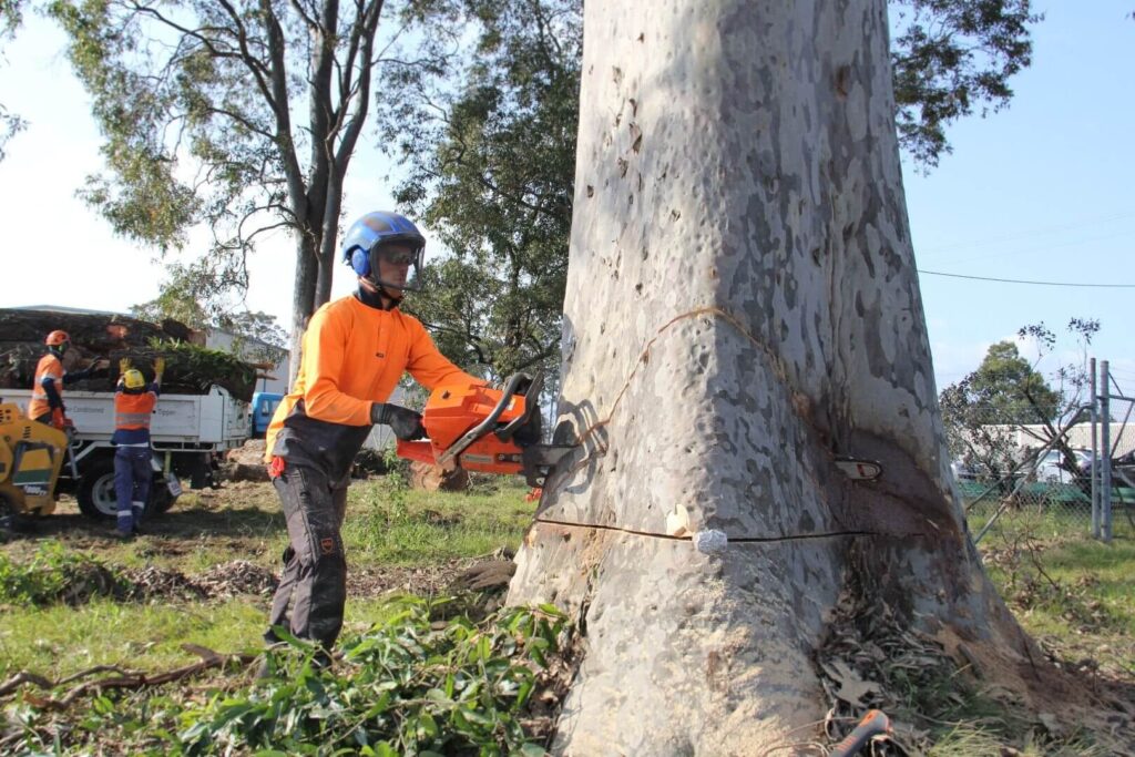 Commercial Tree Removal in Sydney