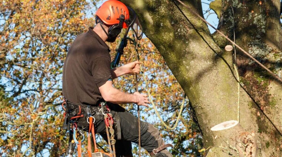 Why Hiring a Sydney Arborist Is Essential for Your Trees