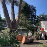 Efficient and Reliable Commercial Tree Removal in Sydney