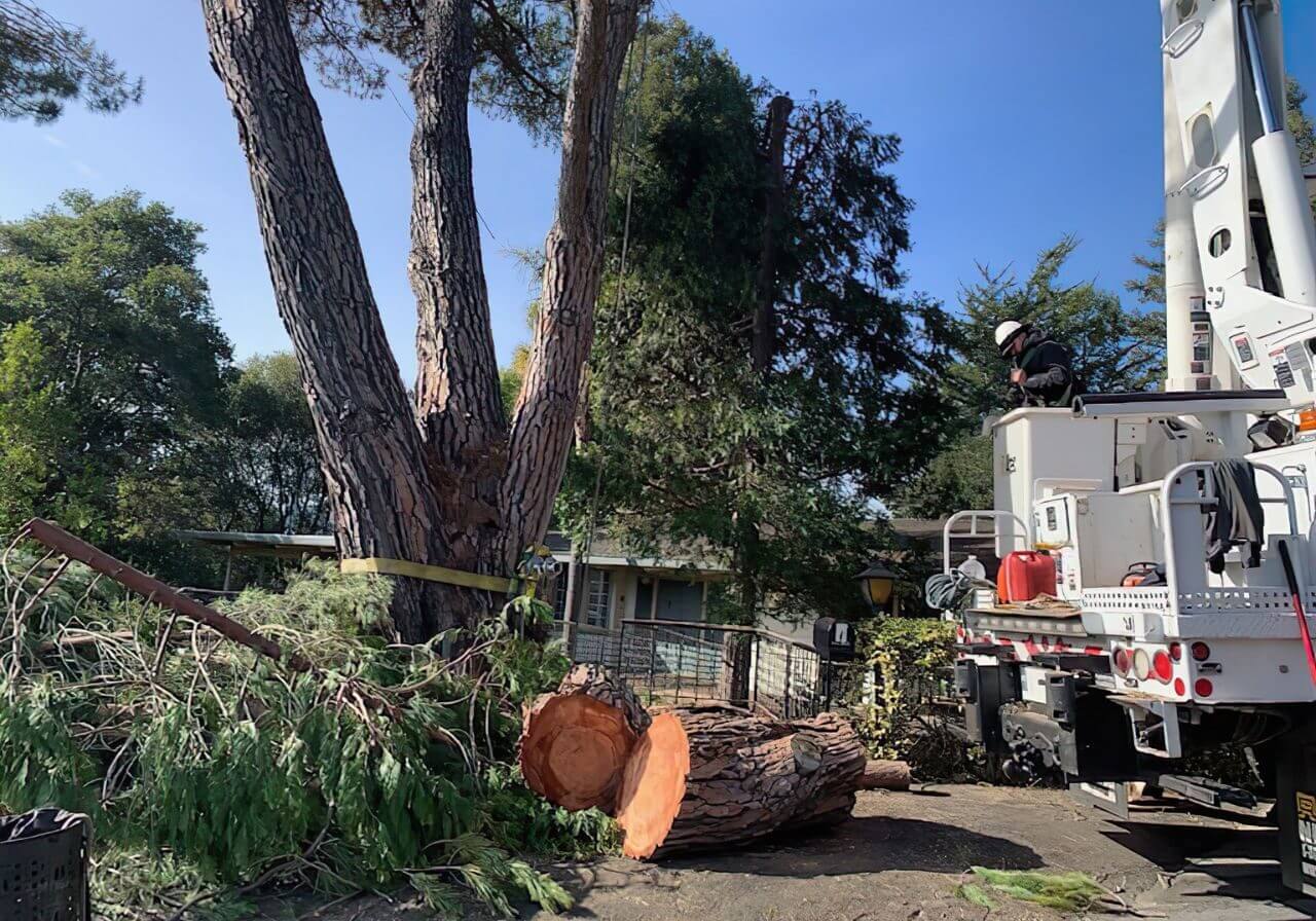 Commercial Tree Removal in Sydney