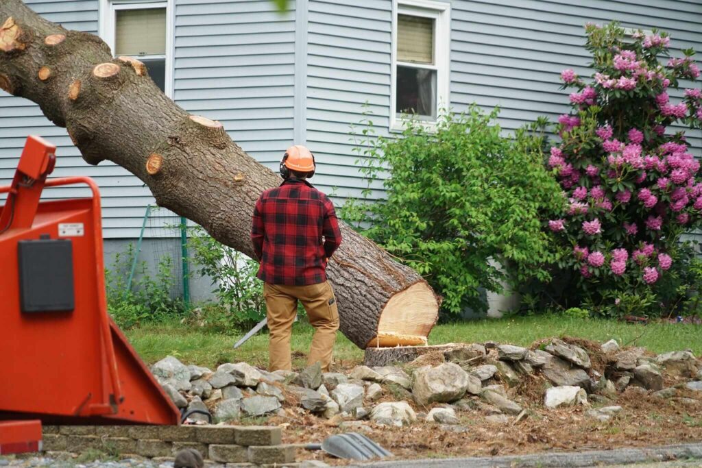 Hiring a Sydney Arborist