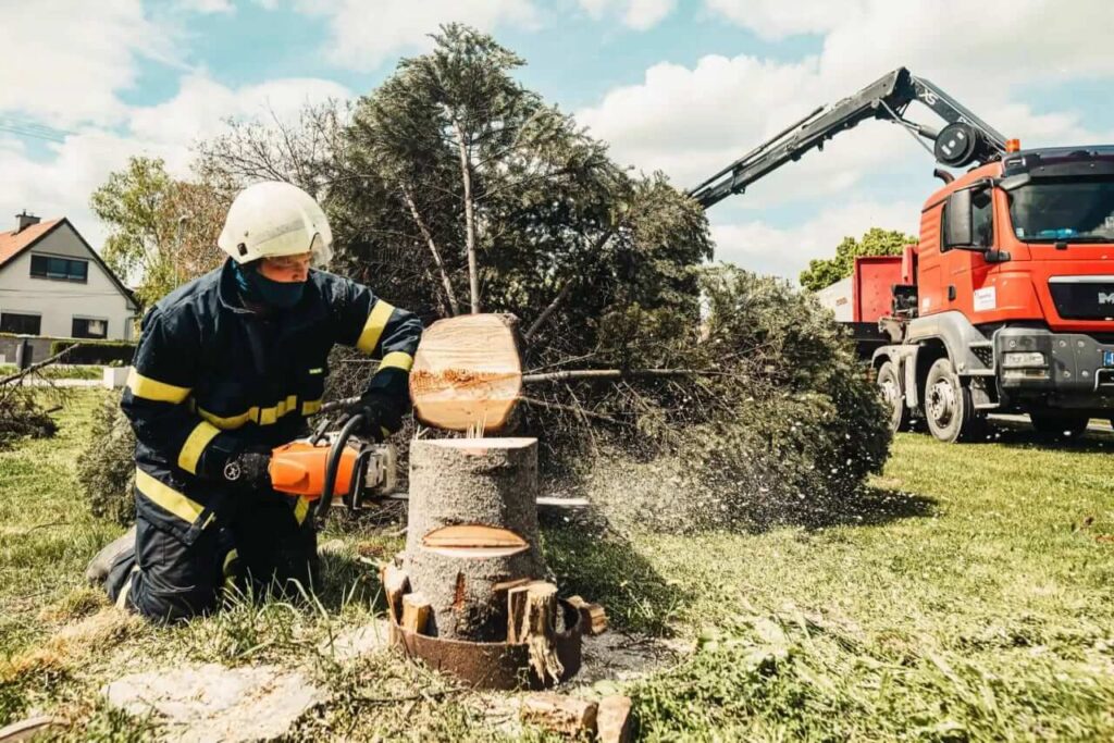 Hiring a Sydney Arborist