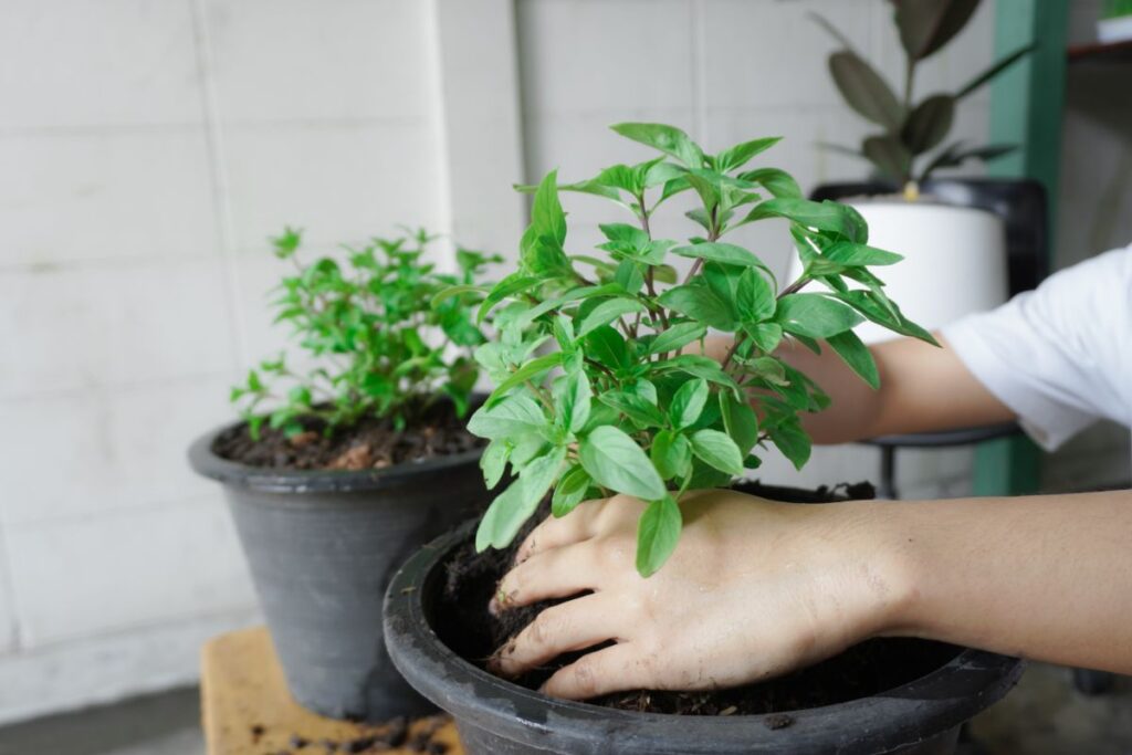 hands-potting-new-basil-plant