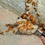 Signs You Need a Termite Inspection in Penrith