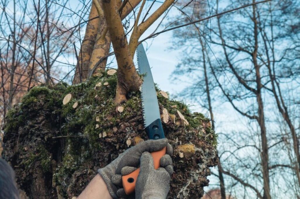 tree pruning