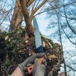 How Tree Pruning Can Improve the Health and Safety of Your Trees