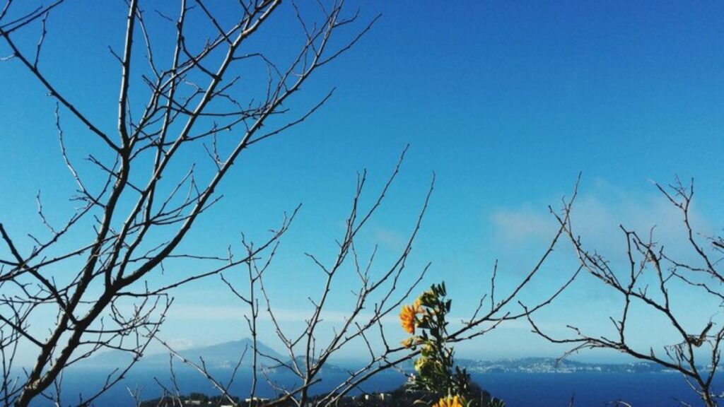 tree pruning