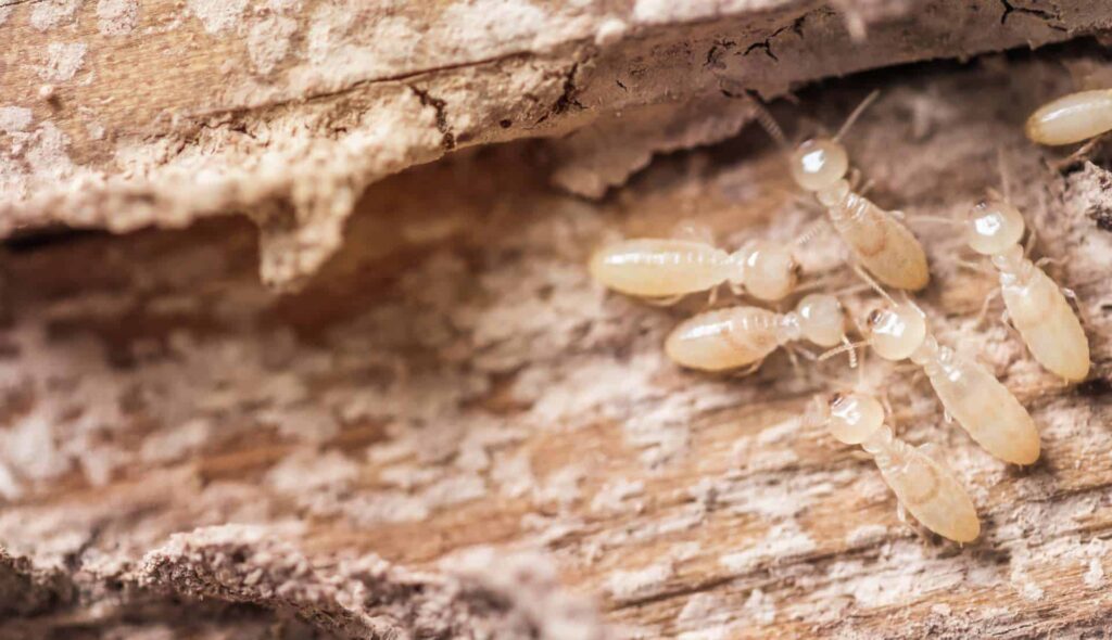 Signs You Need a Termite Inspection in Penrith