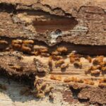 Your Complete Guide to Termite Protection in Sydney