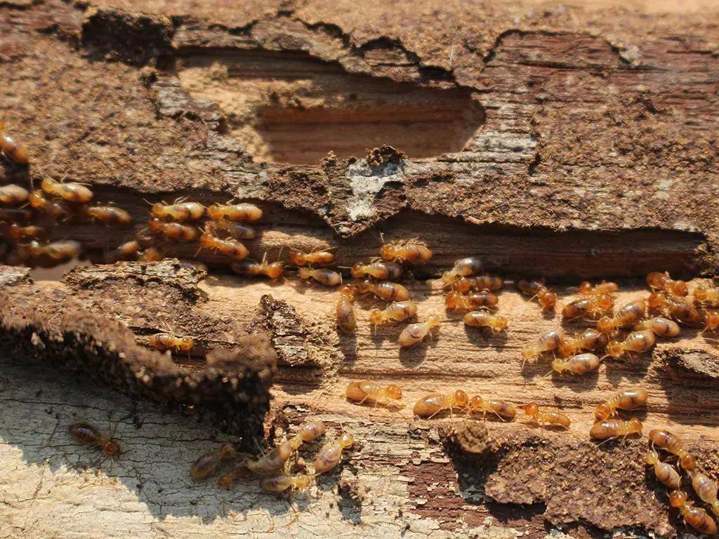 Your Complete Guide to Termite Protection in Sydney