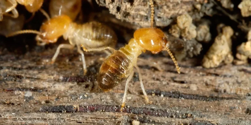 Signs You Need a Termite Inspection in Penrith