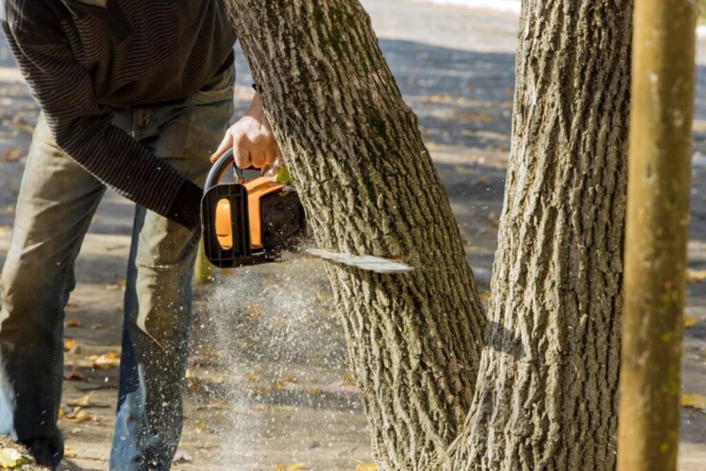 tree removal sydney