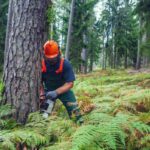 Common Signs You Need Tree Removal in Sydney on Your Property