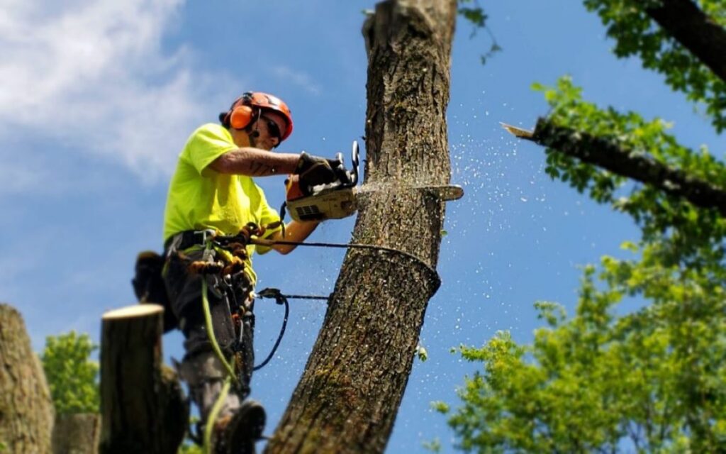 tree lopping sydney