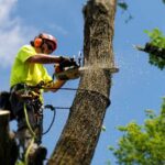 Tree Loppers Sydney: How to Choose a Qualified Professional