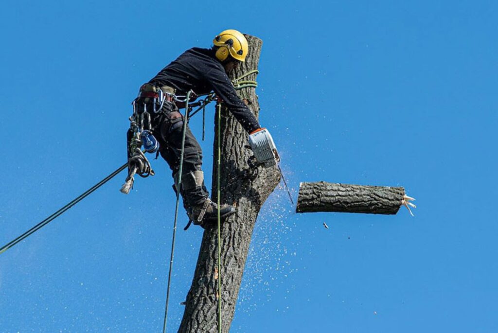 tree lopping sydney