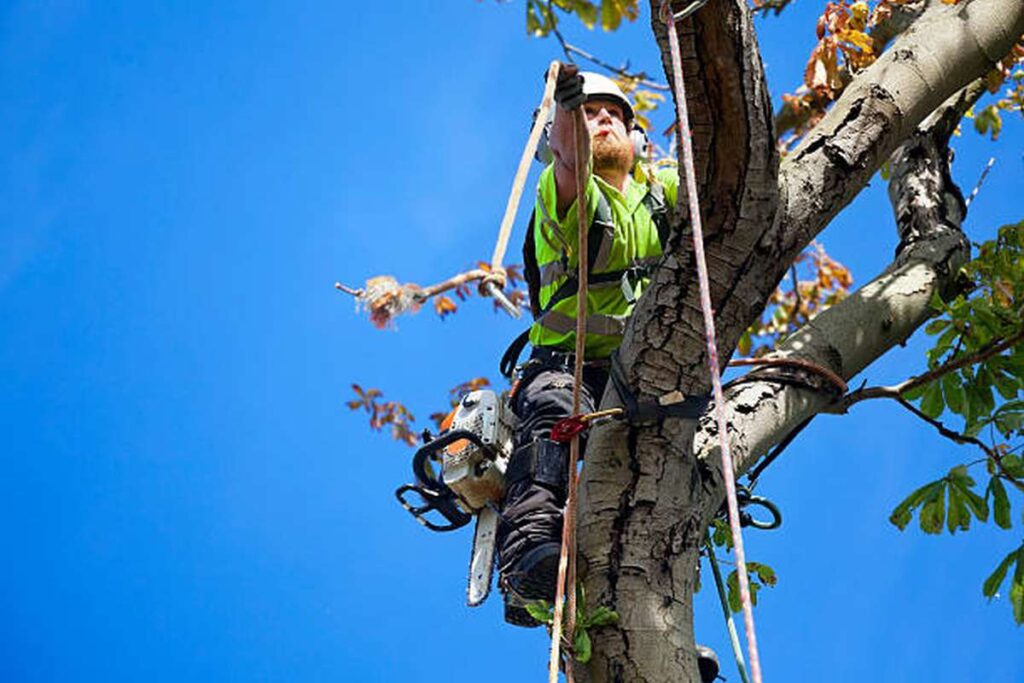 tree lopping sydney