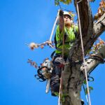 What Happens During a Professional Tree Removal in Sydney?