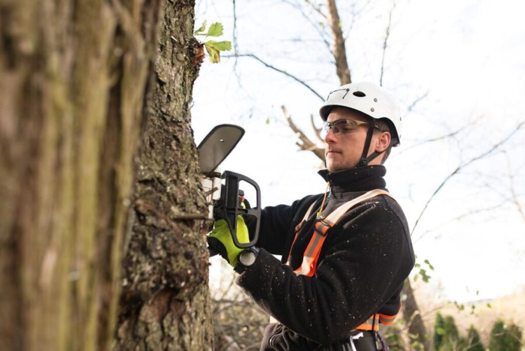 Arborists in Sydney