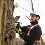 Finding the Right Arborists in Sydney for Large Tree Projects