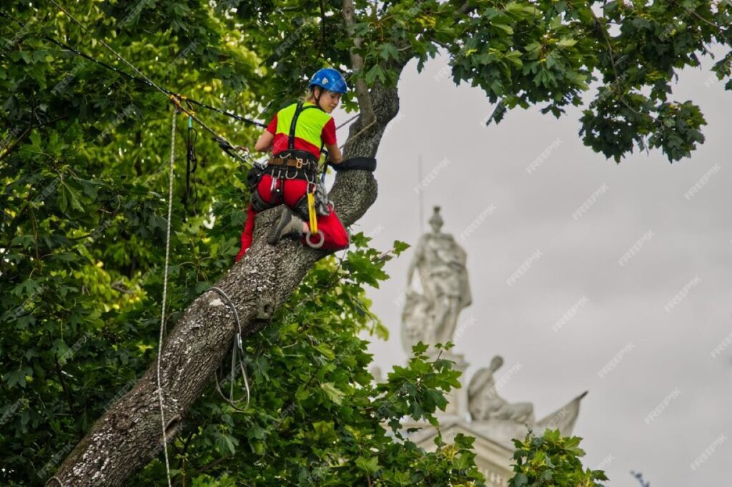 Arborists in Sydney