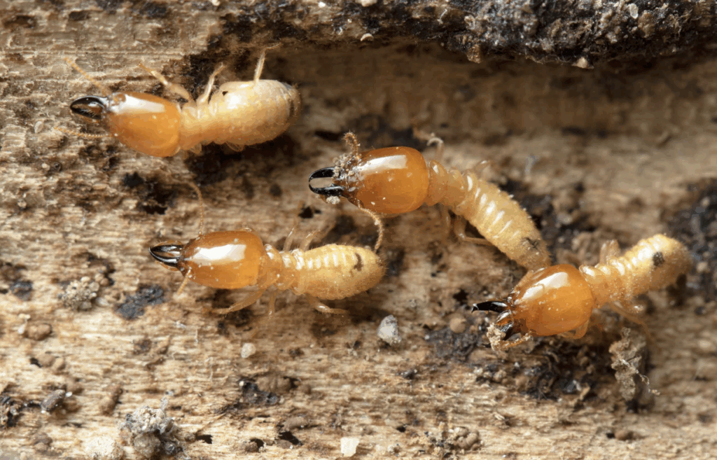Termite Protection Sydney: How Long Does a Chemical Barrier Last?


