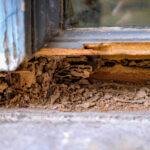 Termite Protection Sydney: How Long Does a Chemical Barrier Last?