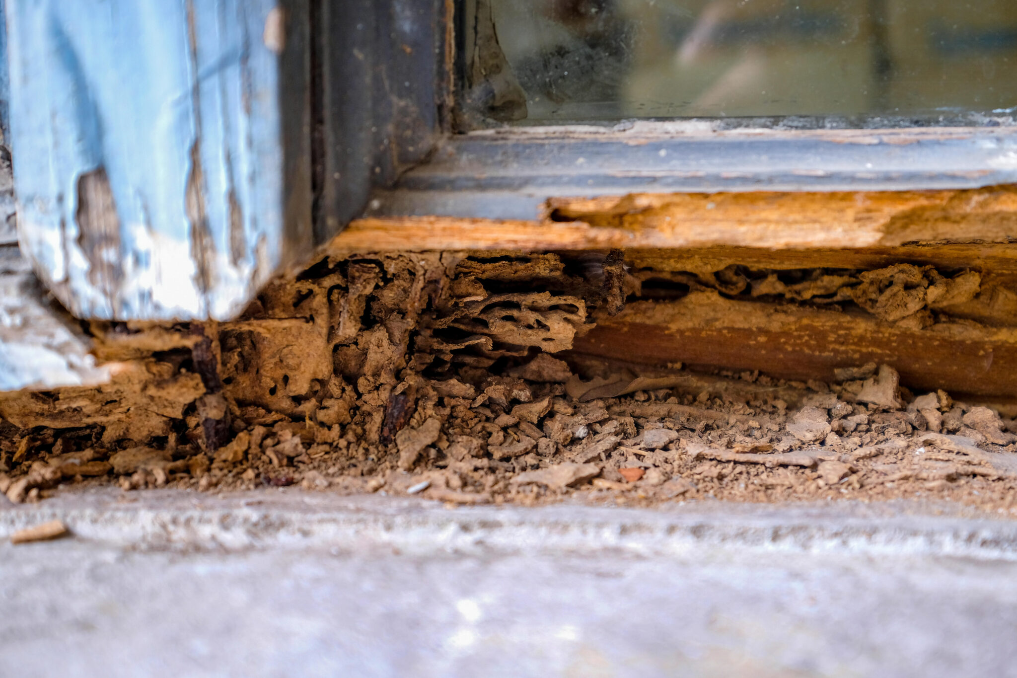Termite Protection Sydney: How Long Does a Chemical Barrier Last?