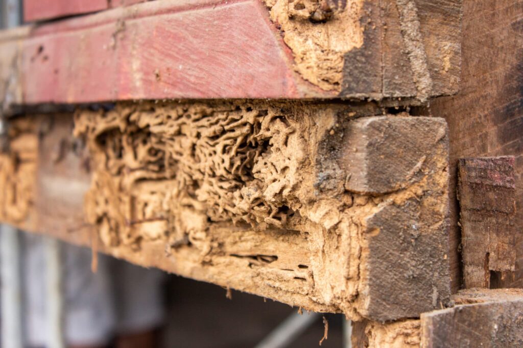 Can Termite Removal Be Done Without Damaging Walls or Flooring?