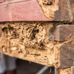Can Termite Removal Be Done Without Damaging Walls or Flooring?