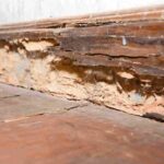 Palm Tree Removal & Cleaning: Why Specialist Extraction Matters