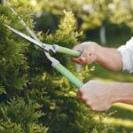 Top 7 Tree Pruning Mistakes Homeowners Make and How to Avoid Them
