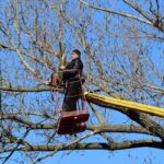 Tree Pruning Near Me: Choosing the Right Local Arborist