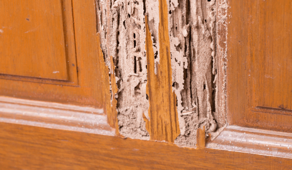 Can Termite Removal Be Done Without Damaging Walls or Flooring?

