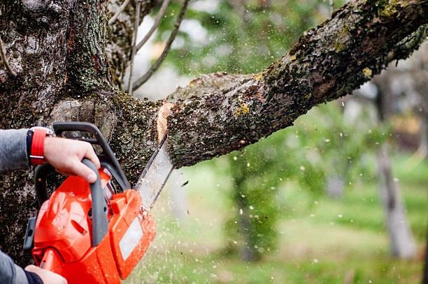 Tree Cutting, Tree Lopping, and Tree Removal