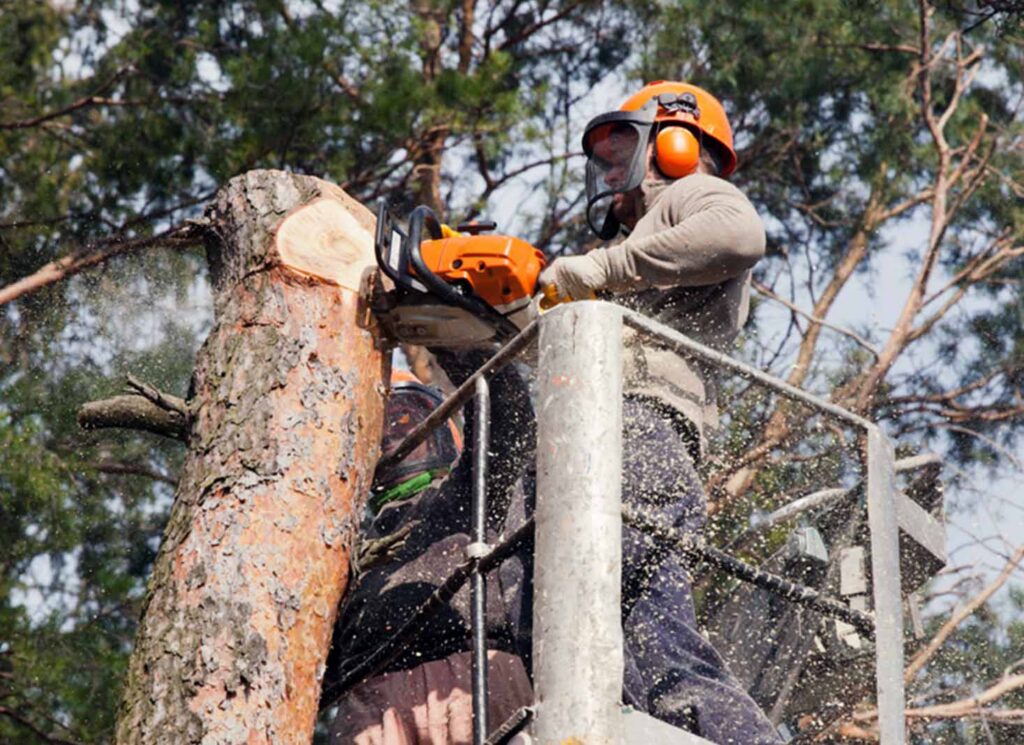 Tree Removal Service