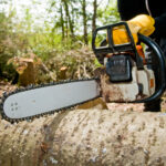 How Tree Removal Services Sydney Handle Large Or Dangerous Trees