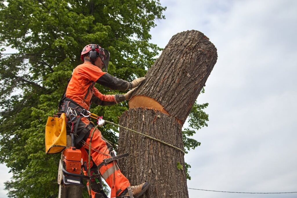 Tree Removal Services