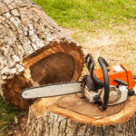 Can A Tree Removal Service Handle Emergency Fallen Trees