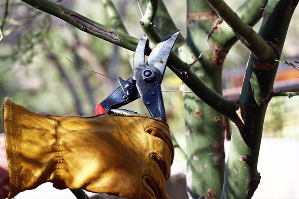Pruning Services: What Sets the Best Providers Apart for Garden and Tree-Care Minded Homeowners