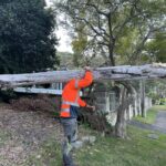 How Much Does Killara Tree Services Cost?