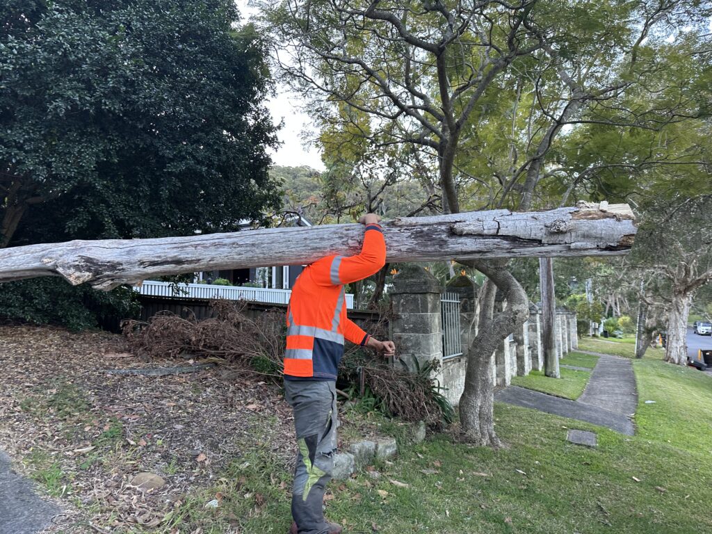 How Much Does Killara Tree Services Cost?