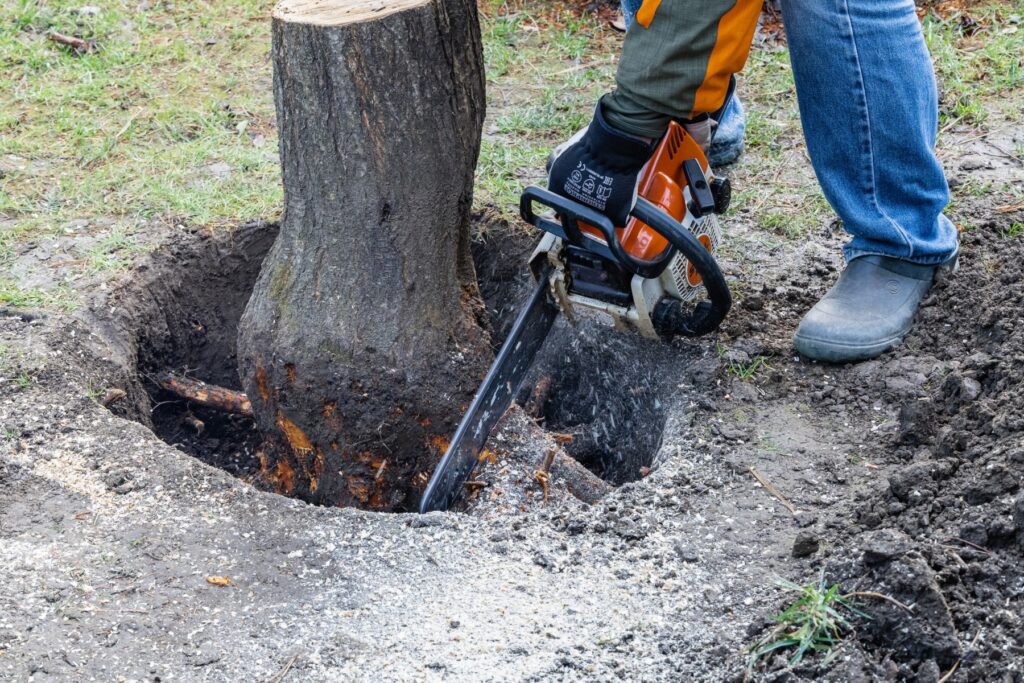 How Much Does Stump Removal Cost?