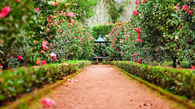 7 Signs Garden and Tree-Care Minded Homeowners Need Castle Hill Tree Removal