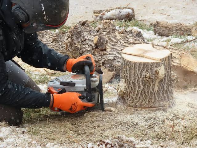 How Much Does Stump Removal Cost?