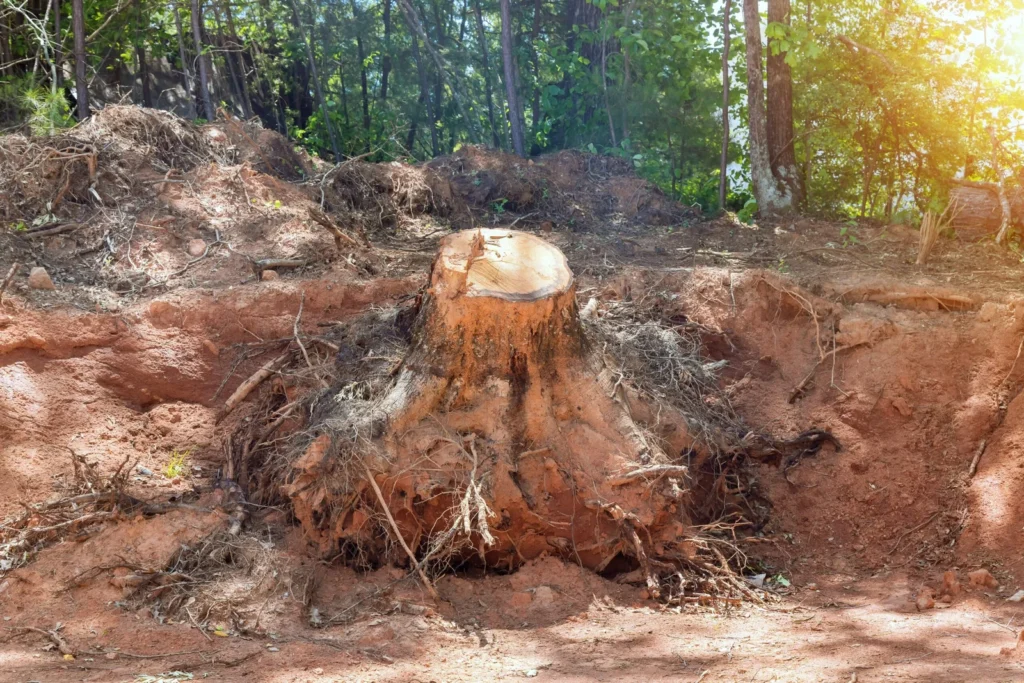How Much Does Stump Removal Cost?