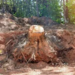 How Much Does Stump Removal Cost?