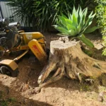 What to Expect From a Stump Grinding Service Visit