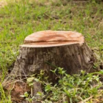 What Affects Tree Stump Removal Cost in Sydney Suburbs?
